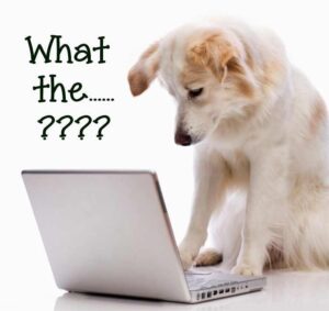 Confused dog at computer
